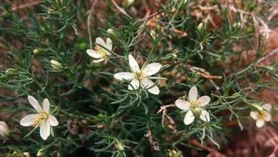 Адраспан дәнінің емдік қасиеті 2024