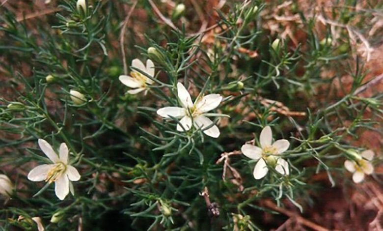 Адраспан дәнінің емдік қасиеті 2024