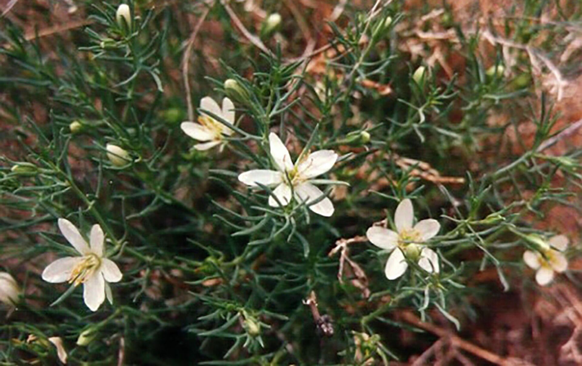 Адраспан дәнінің емдік қасиеті 2024