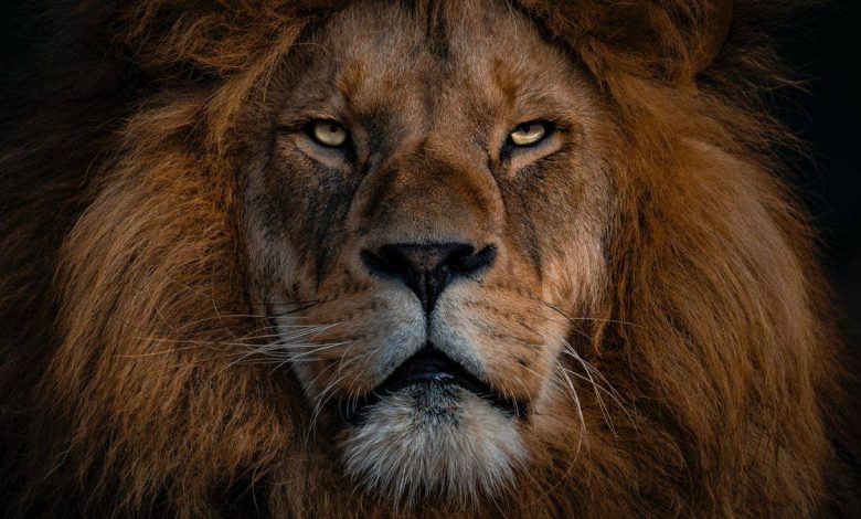 Жүкті әйел түсінде арыстан көрсе