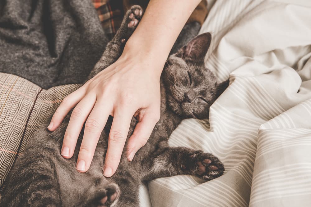 Түсінде мысық көрсе / әйелдер мен мужчин арналған ұйқыны түсіндіру