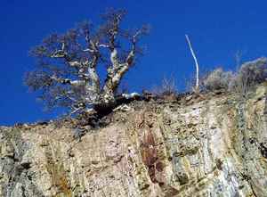 Фреатофиттердің Өкілдері