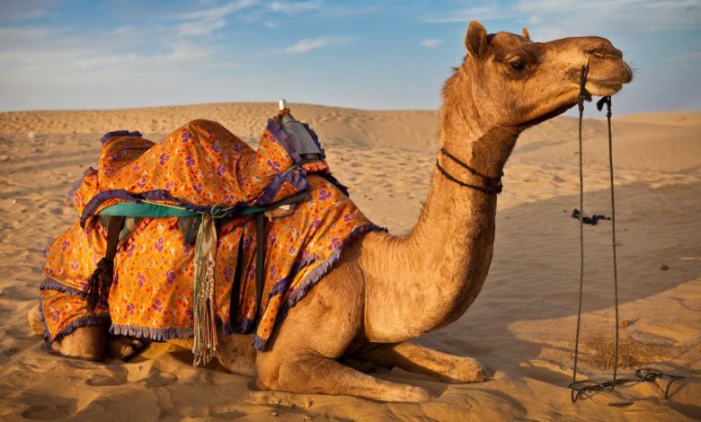 Түсінде түйе көрсең ?