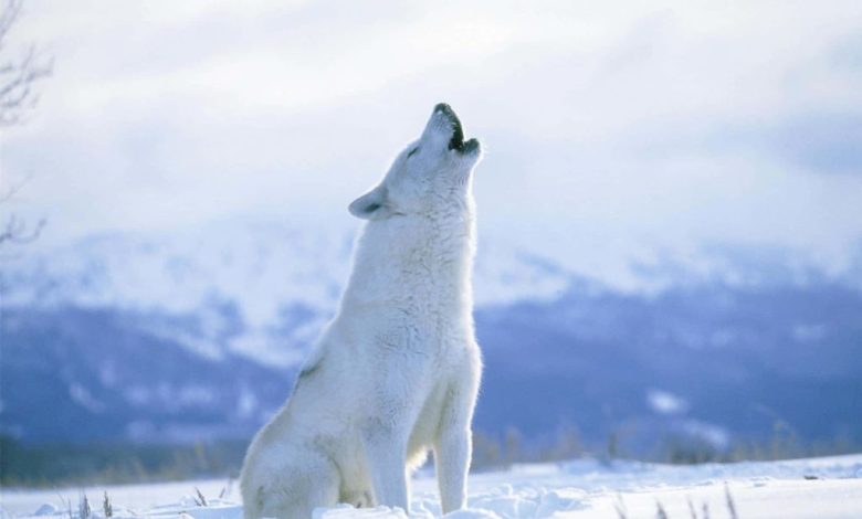 Түсінде ақ қасқыр көрсе