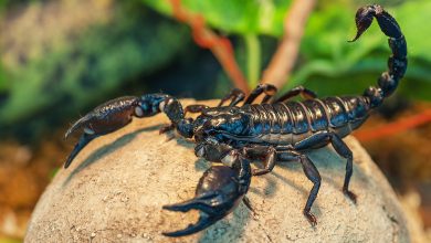 Түсінде шаян көрсең не болады