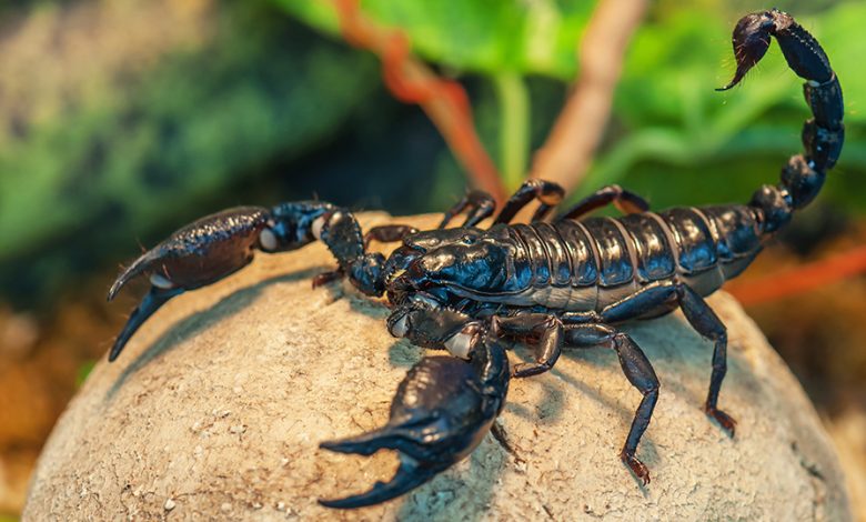 Түсінде шаян көрсең не болады