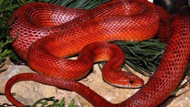 Түсінде қызыл жылан көрсең