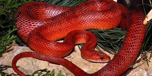 Түсінде қызыл жылан көрсең