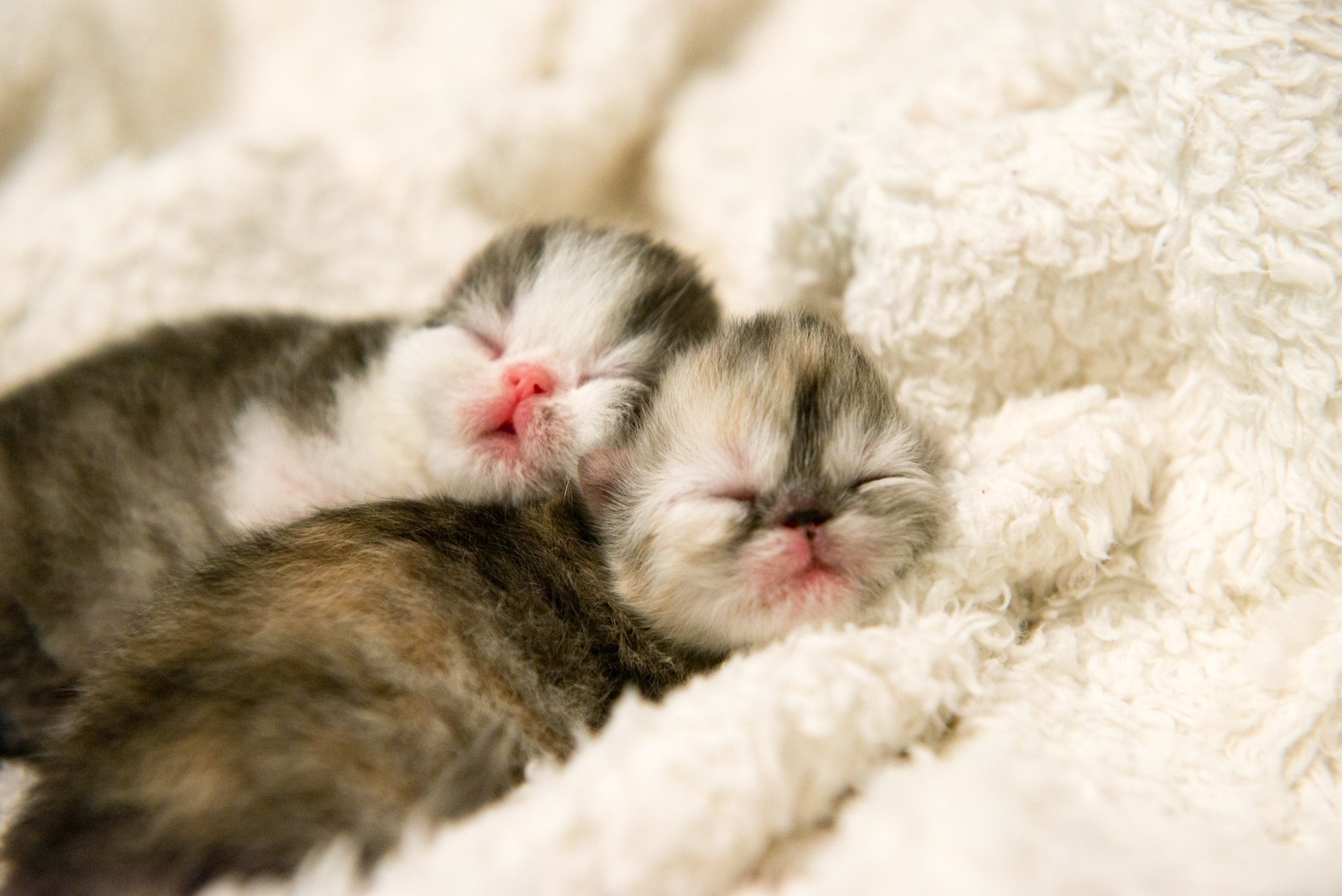 Түсінде мысық көрсе не болады