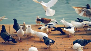 Түсінде көгершін көрсе не болады