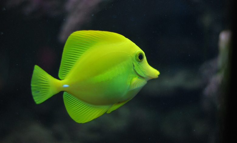 түсінде тірі балық көрсе