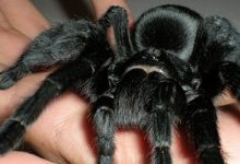 Түсінде өрмекші шағып алса