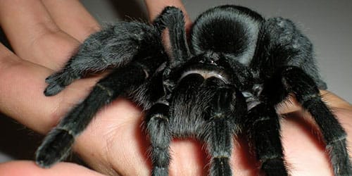 Түсінде өрмекші шағып алса