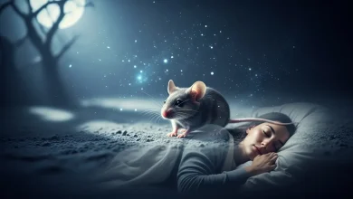 түсіңде тышқан көрсең